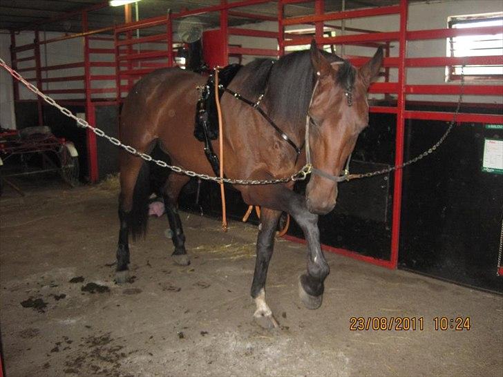 Traver Magnus Fønix billede 14