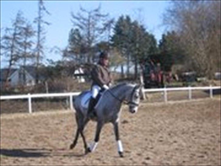 Anden særlig race Gipsy billede 9