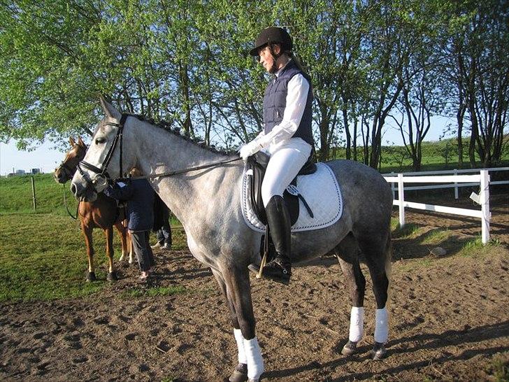 Anden særlig race Gipsy - Klar til stævne i den tidlige morgensol.  billede 12