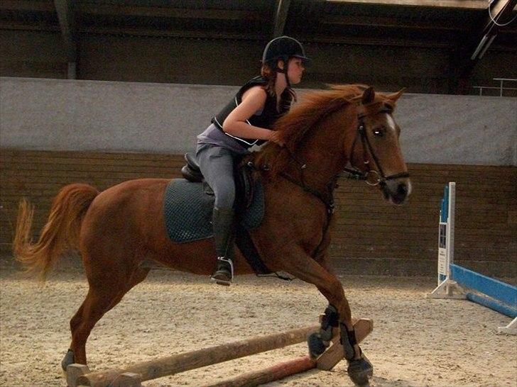 New Forest Jolly's Tanya *solgt* - Jumps in the sky..  billede 9