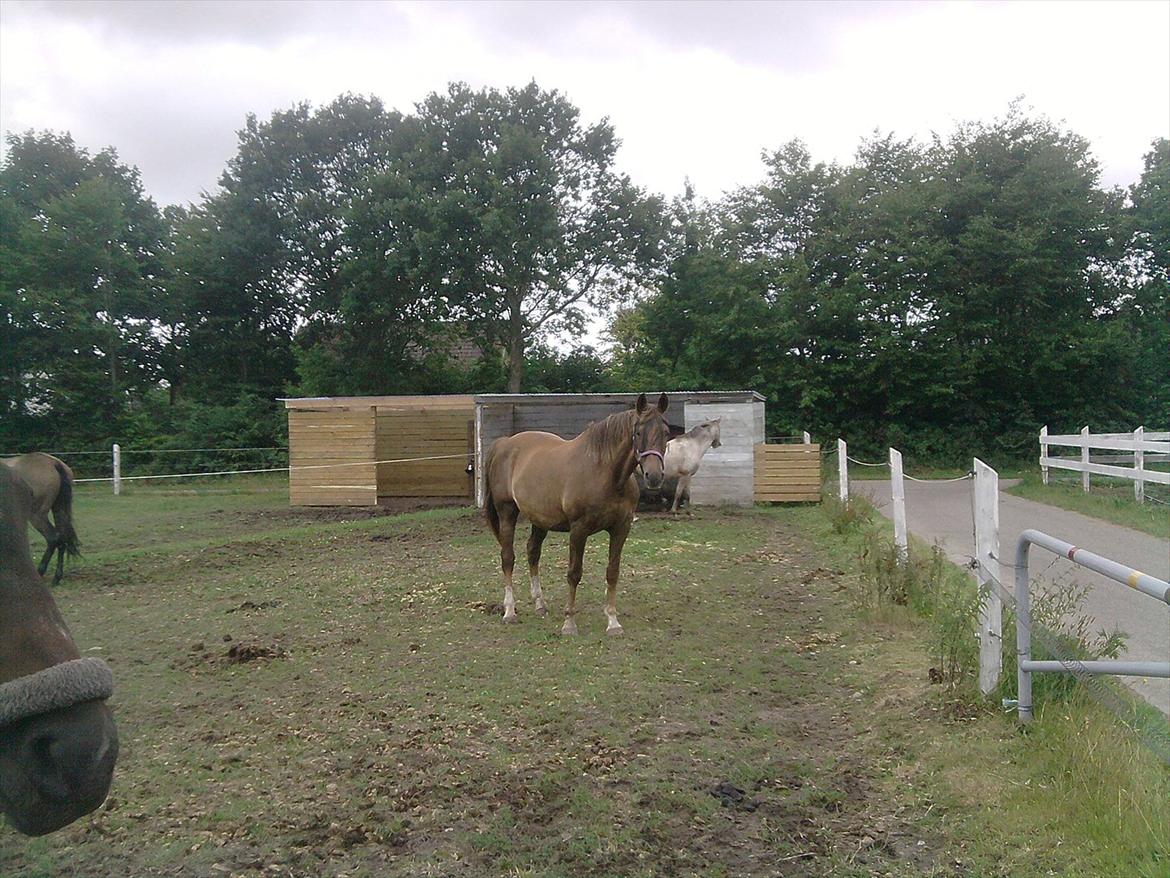 Anden særlig race Miss maja   (død) billede 12