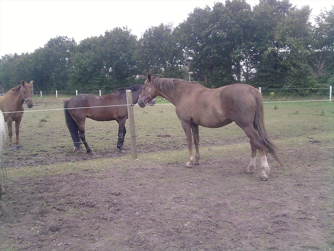 Anden særlig race Miss maja   (død) billede 13