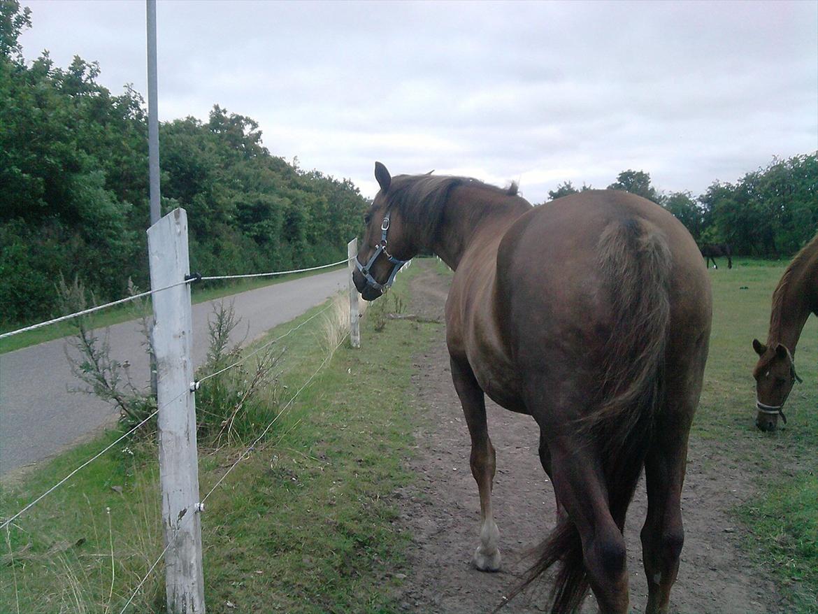 Anden særlig race Miss maja   (død) billede 14