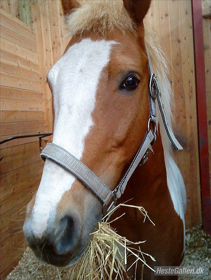 Pinto Joe Joe - Joe Joe i sommers billede 2