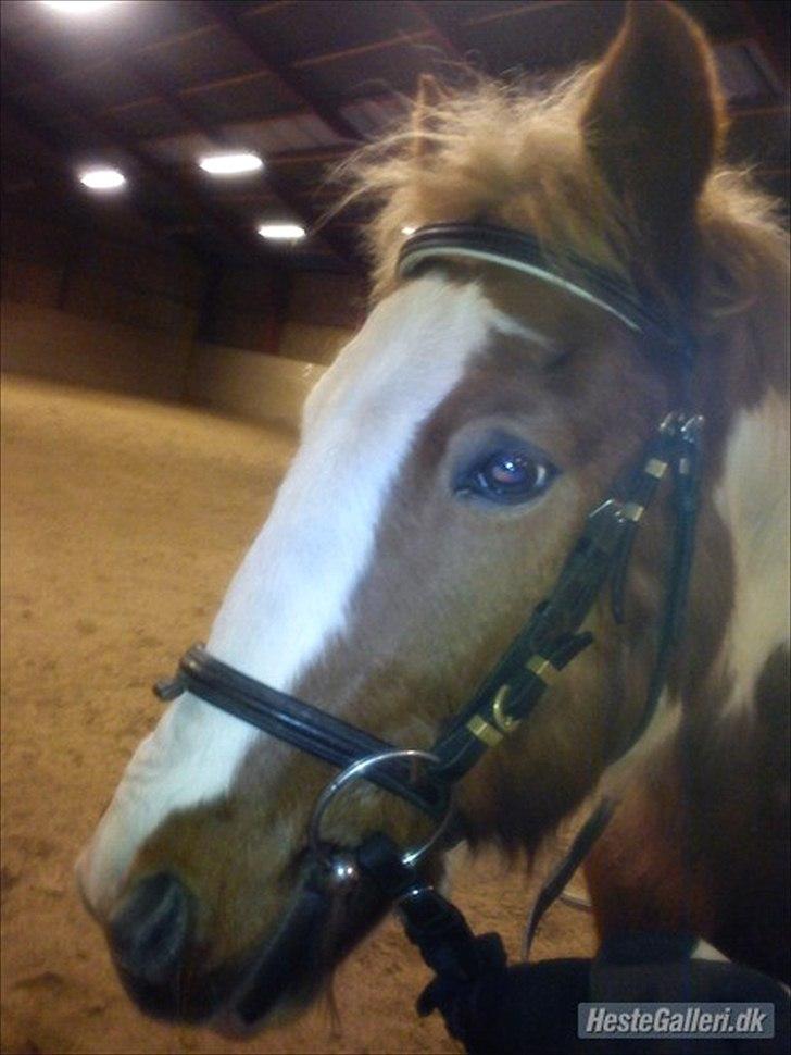 Pinto Joe Joe - Joe Joe da vi var ude og ride billede 3