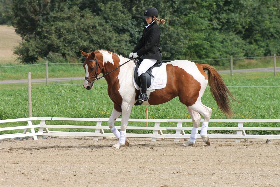 Pinto Kielsgaardens Cirkeline S.Æ.L.G.E.S billede 5