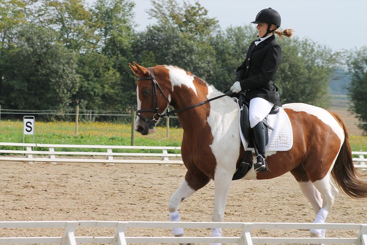 Pinto Kielsgaardens Cirkeline S.Æ.L.G.E.S billede 6