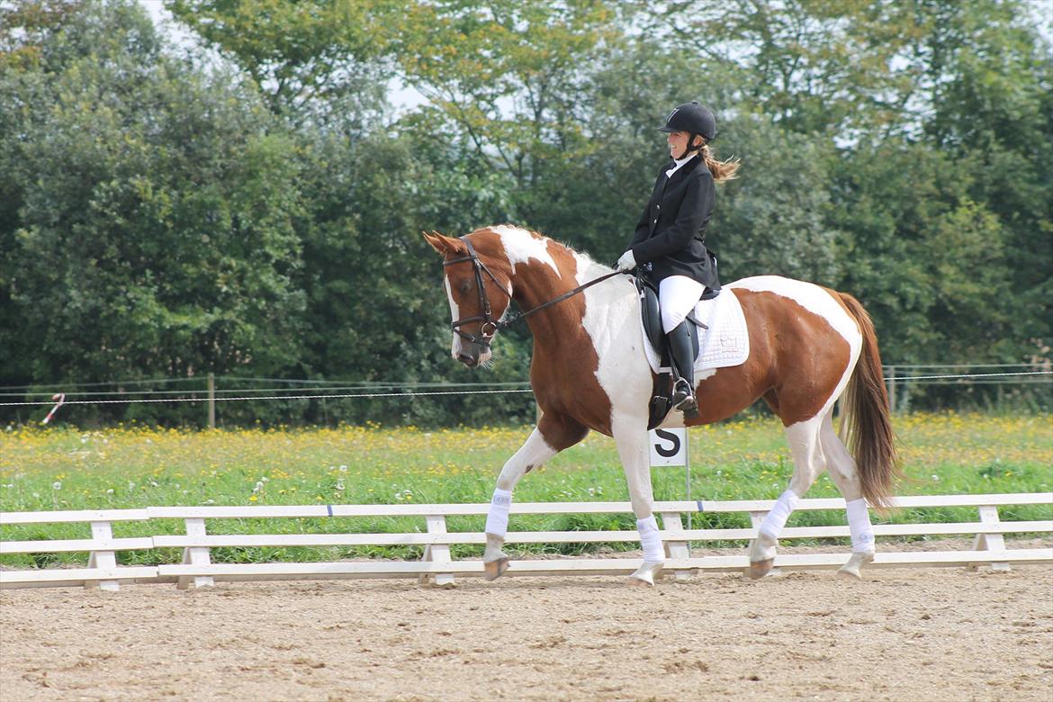 Pinto Kielsgaardens Cirkeline S.Æ.L.G.E.S billede 7