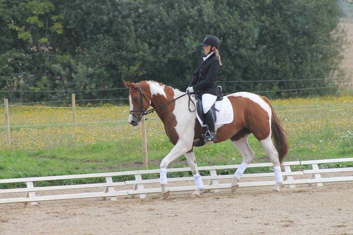 Pinto Kielsgaardens Cirkeline S.Æ.L.G.E.S billede 8