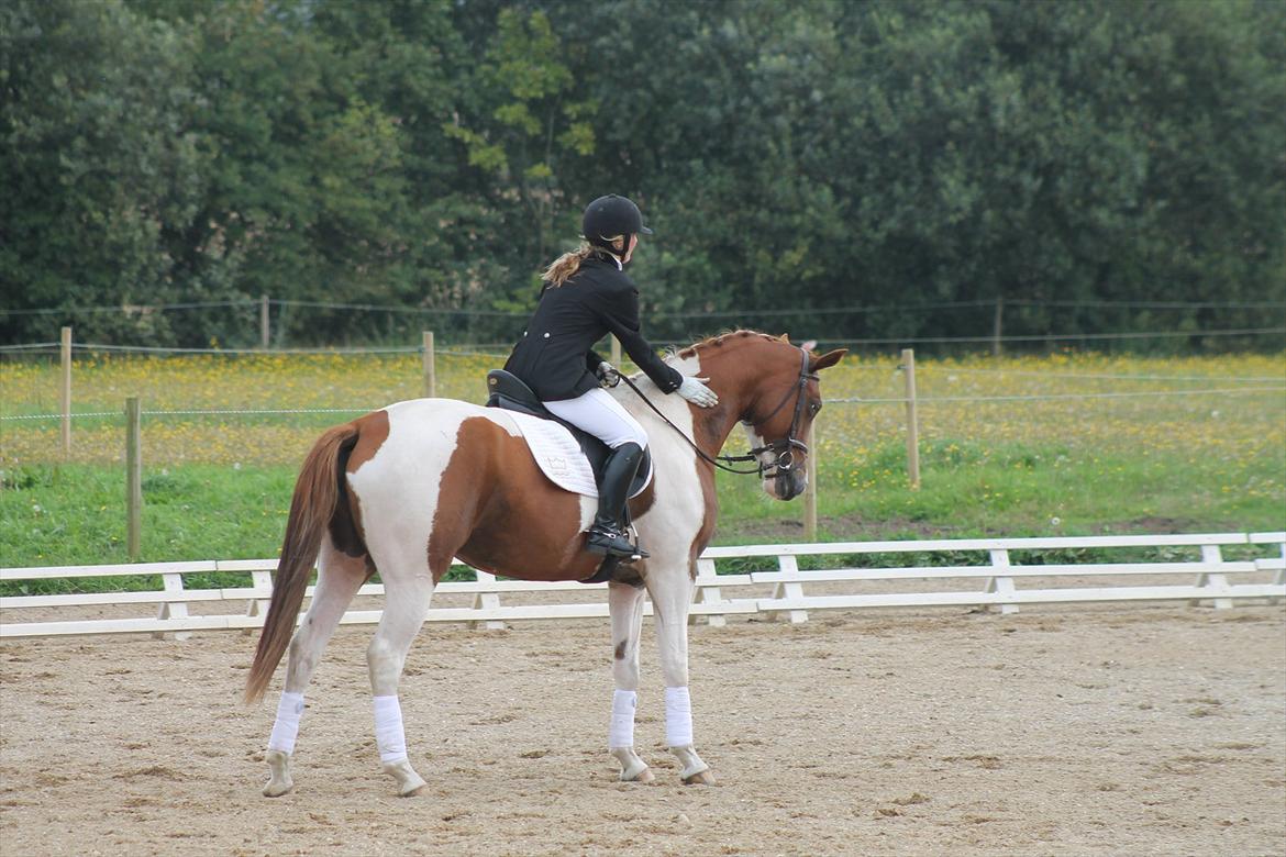 Pinto Kielsgaardens Cirkeline S.Æ.L.G.E.S billede 9