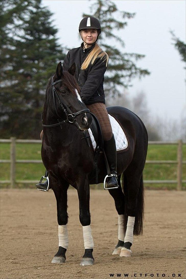 New Forest Princess Beauty billede 3