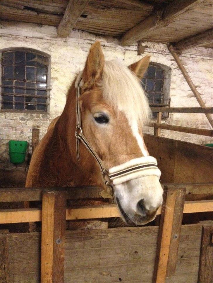 Haflinger Boline Bendroff billede 15