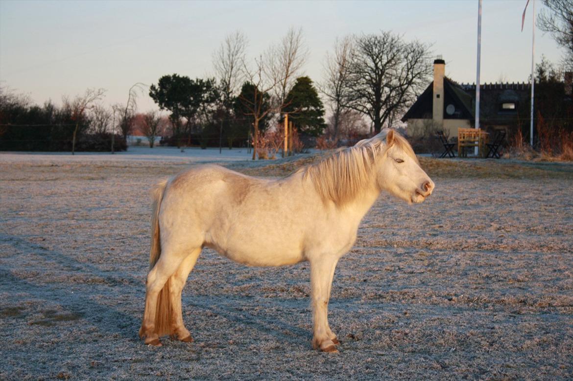 Welsh Mountain (sec A) Misty - november dag billede 11