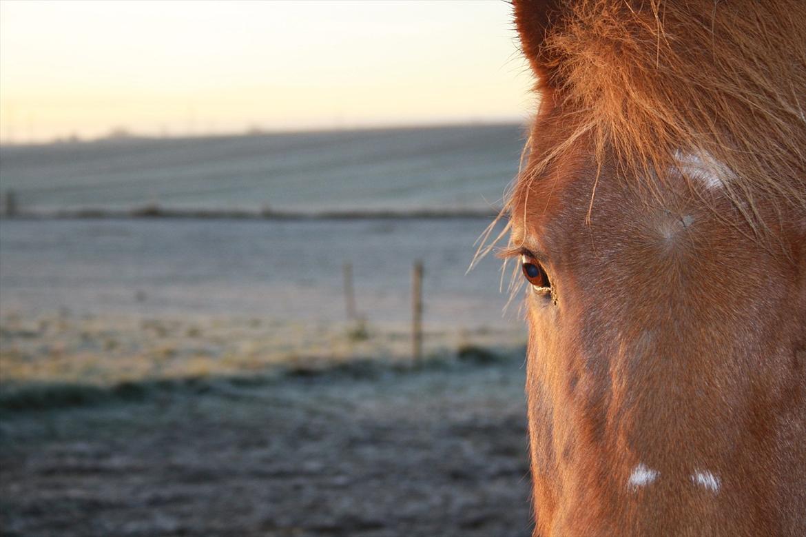 Islænder Trítill fra Fogedgaarden - Det ville være løgn at sige jeg ikke er bange, bange for hvordan det hele ender med dig. Men jeg har stadig et håb om at alt bliver ok igen og du kan være en del af min drøm... billede 5