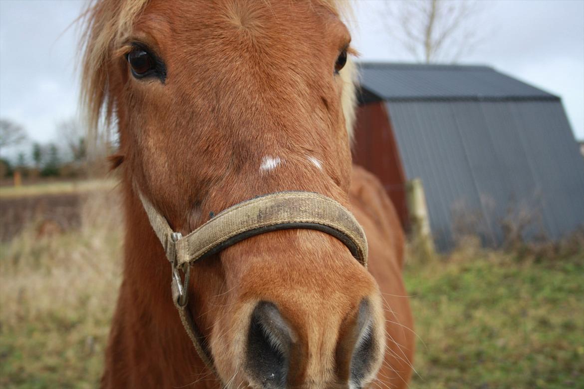 Islænder Trítill fra Fogedgaarden - hej min skat billede 17