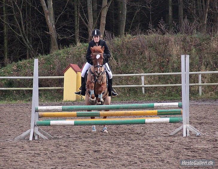 DSP Camilla Damgård SOLGT - 10# mofle til stævne på hørsholm rideklub 70 cm<3 billede 3