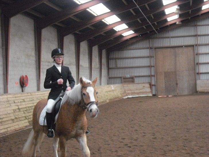 Haflinger Prins - Vores første stævne 26/11-2011
Foto: Min mor billede 12