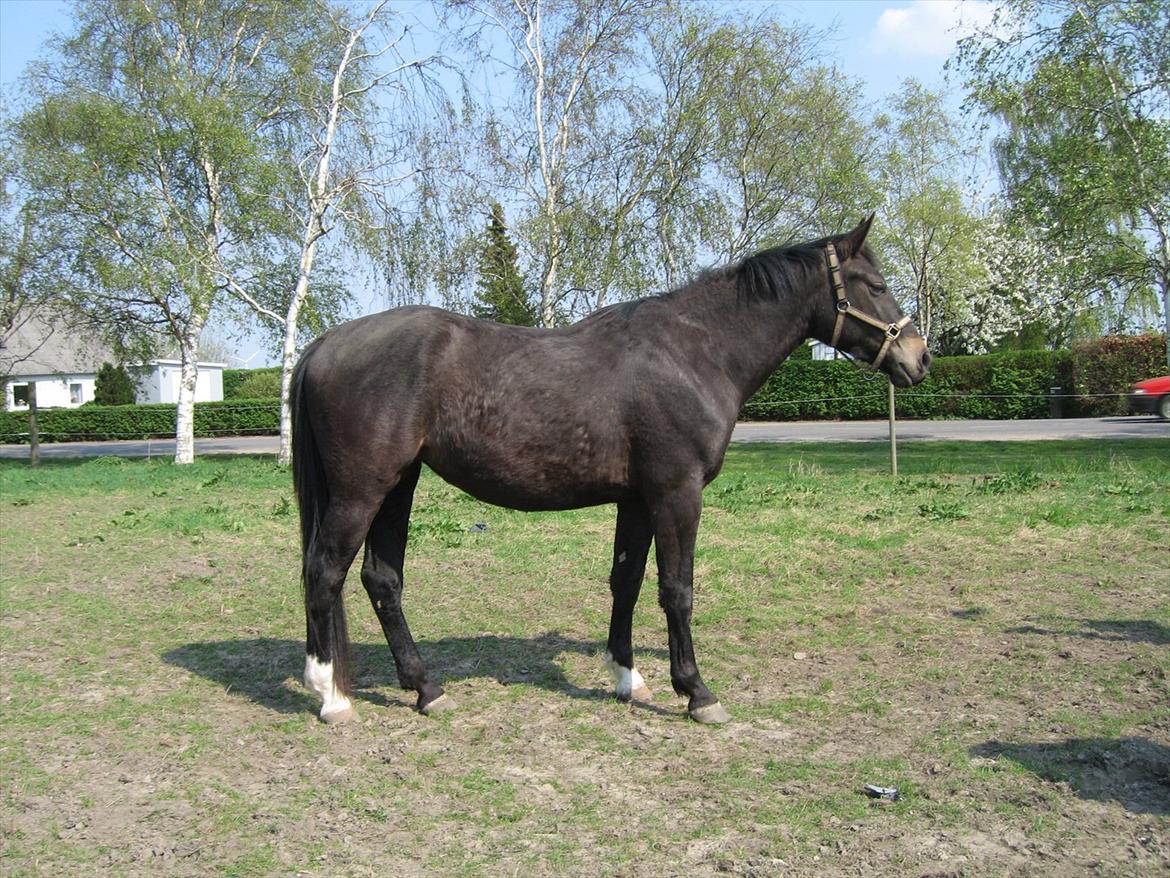 Oldenborg Adell af Vodagergård - Et af de sidste billeder taget af Adell, mens hun stadig boede på Vodagergård, april 2011 billede 17