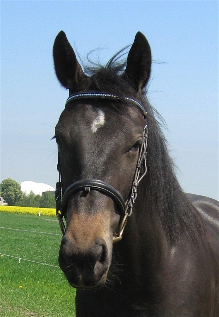 Oldenborg Adell af Vodagergård - En af de første gange med hovedtøj og bid i munden :) Maj 2010 billede 18