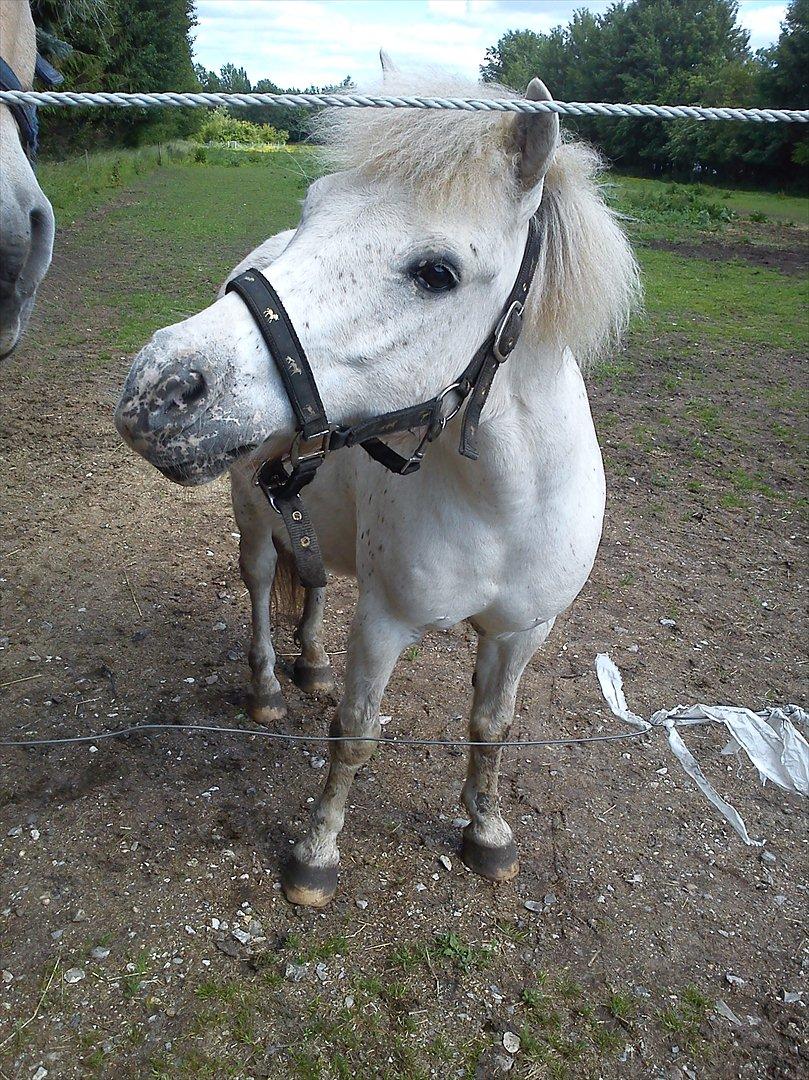 Shetlænder Dalton *Dalle* - <3 billede 19