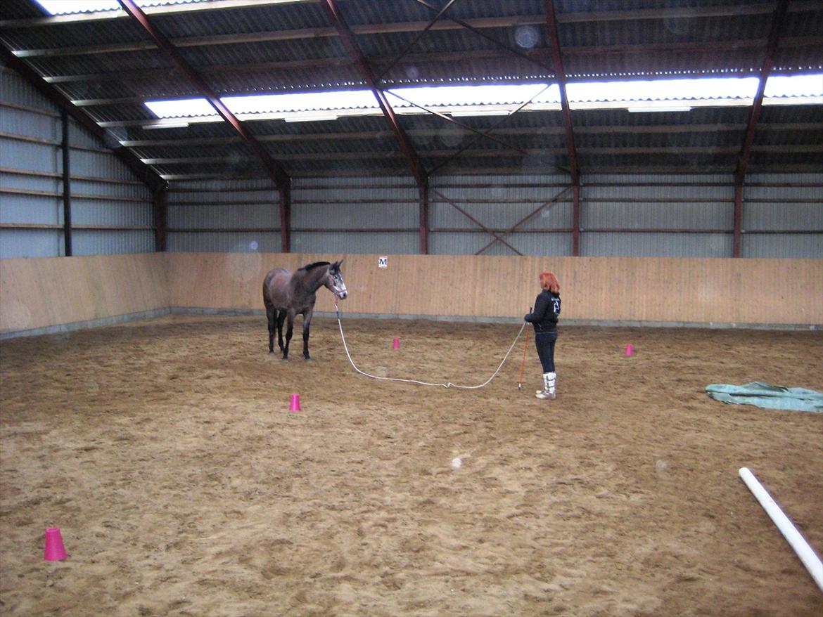 Trakehner Grenanda billede 15