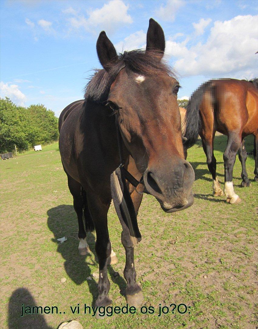 New Forest Dusty billede 3