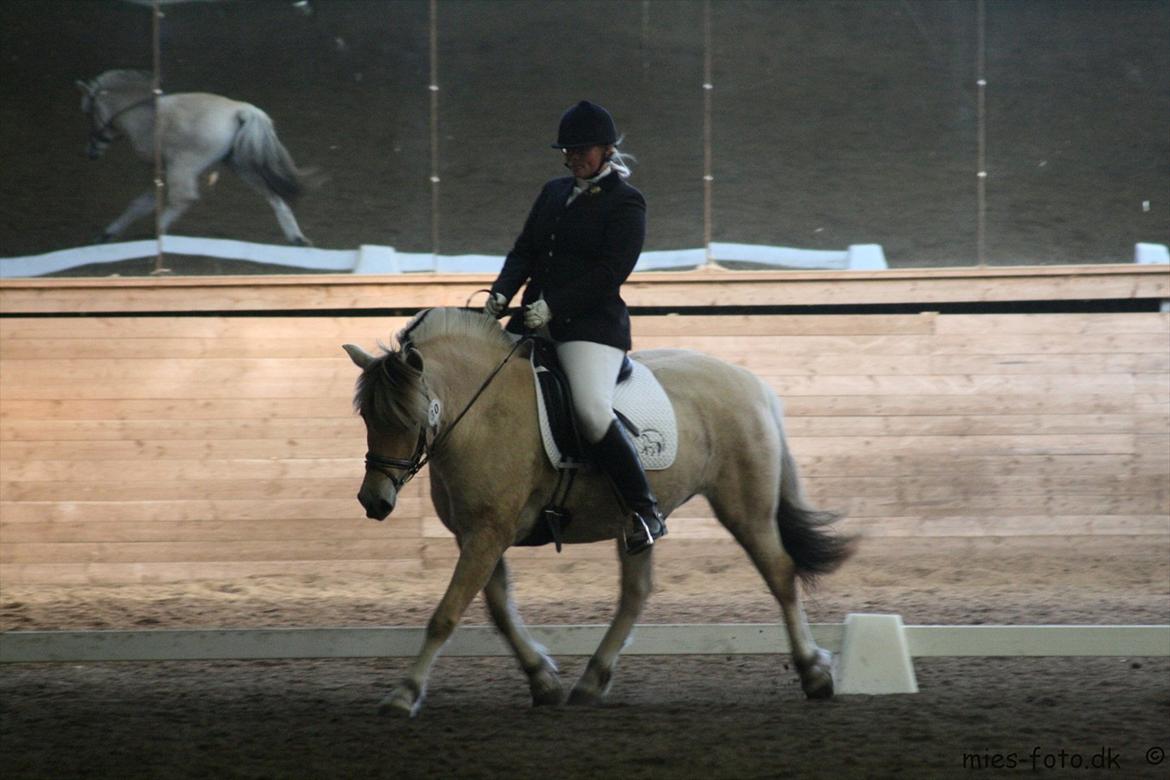 Fjordhest Chili Vårby - Chili til hendes andet stævne billede 1