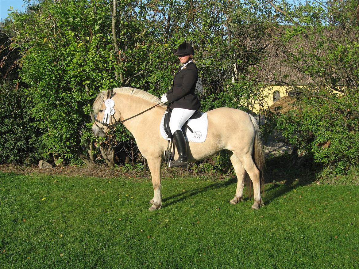 Fjordhest Chili Vårby - Vi fik 61,8 procent billede 2