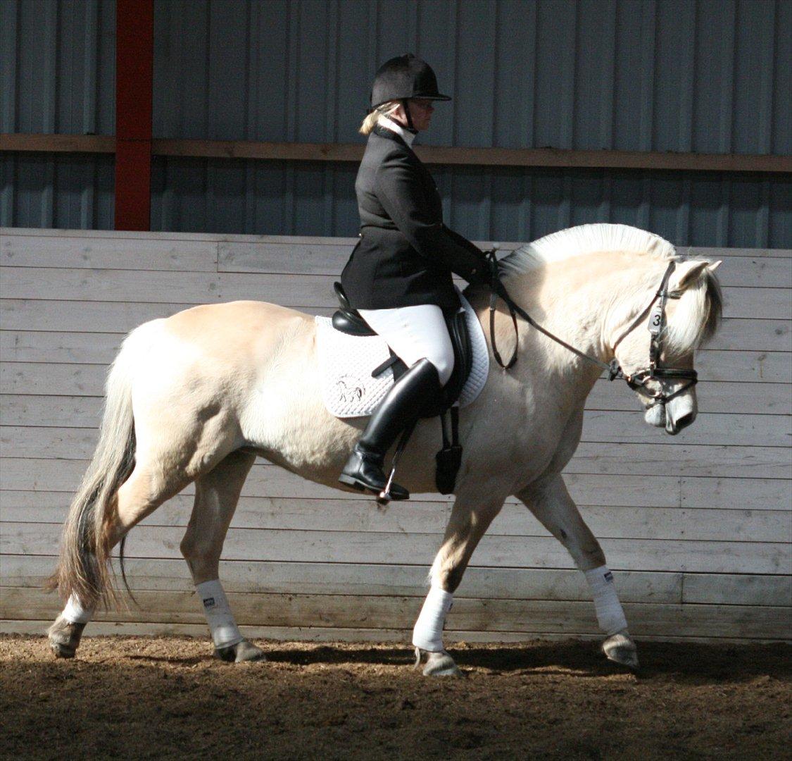 Fjordhest Chili Vårby - Chili og jeg til materialprøven billede 3