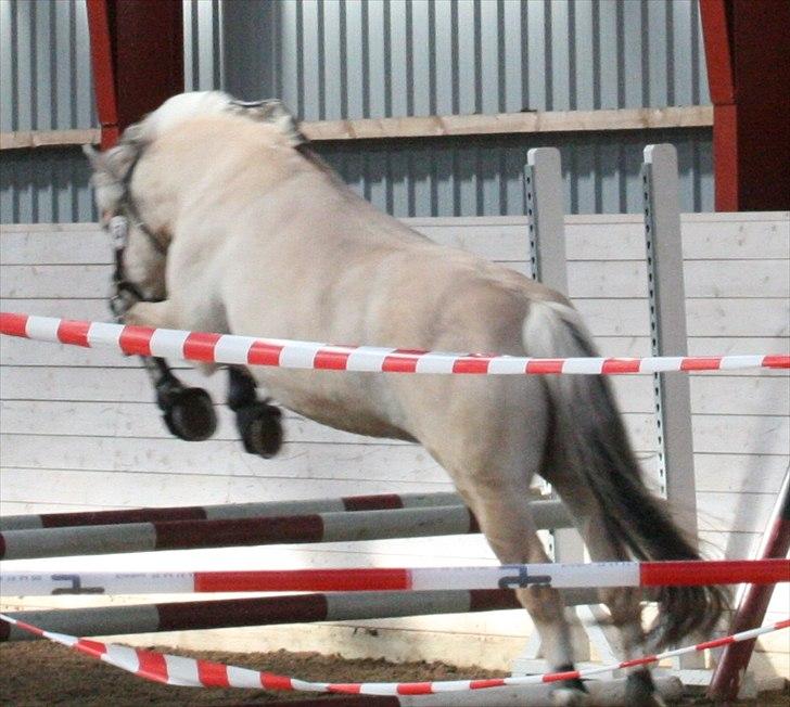 Fjordhest Chili Vårby - Chili løsspringer billede 4