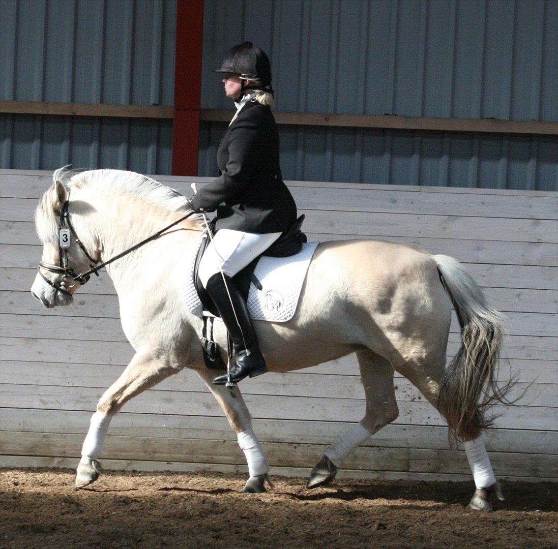 Fjordhest Chili Vårby - Chili og jeg til materialprøven billede 5