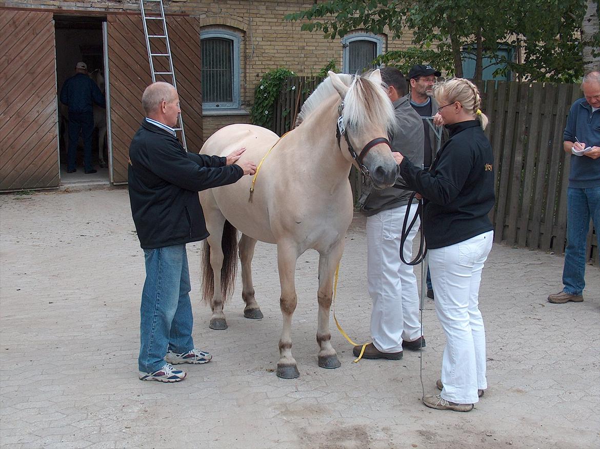 Fjordhest Chili Vårby - Chili bliver målt til kåringen billede 6