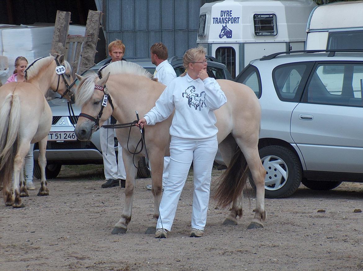 Fjordhest Chili Vårby - Vi venter på at komme ind til bedømmelse billede 7