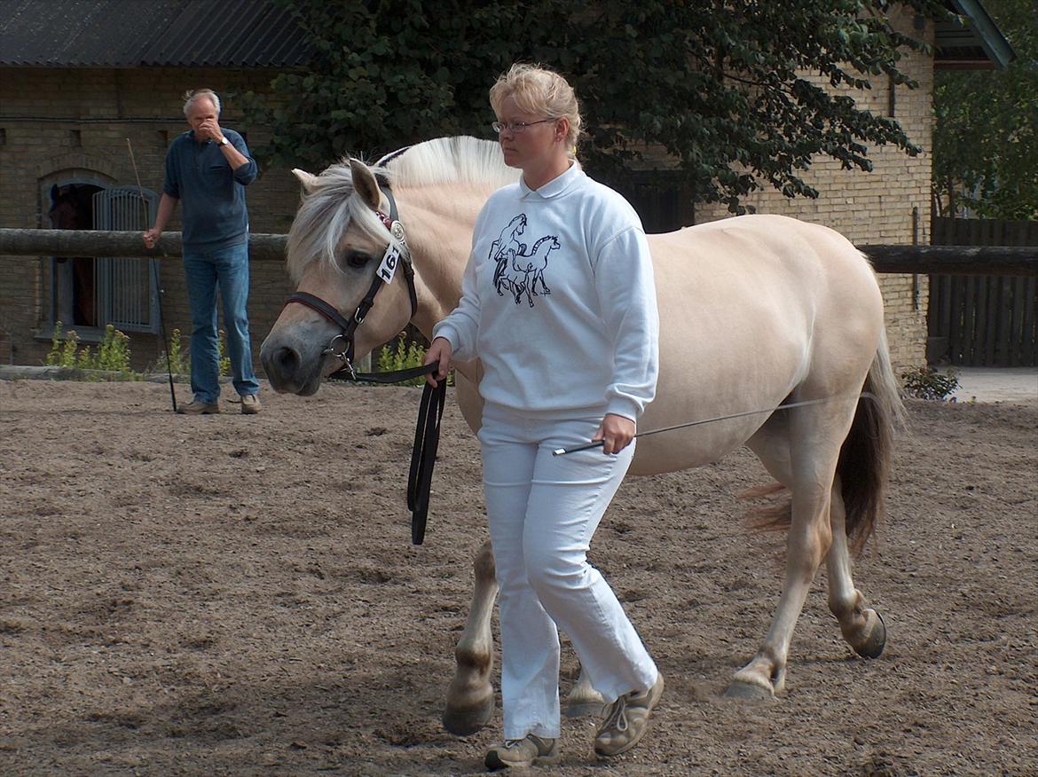 Fjordhest Chili Vårby - Så er det tid til bedømmelse billede 8