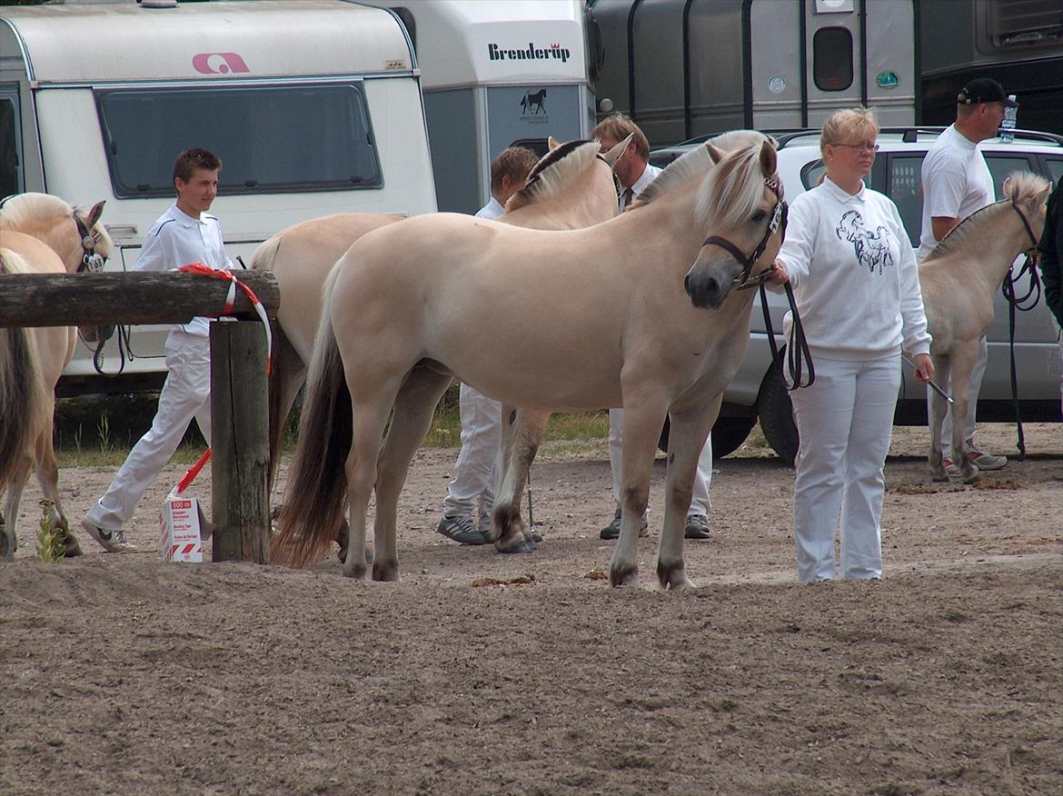 Fjordhest Chili Vårby - Smukke Chili billede 9