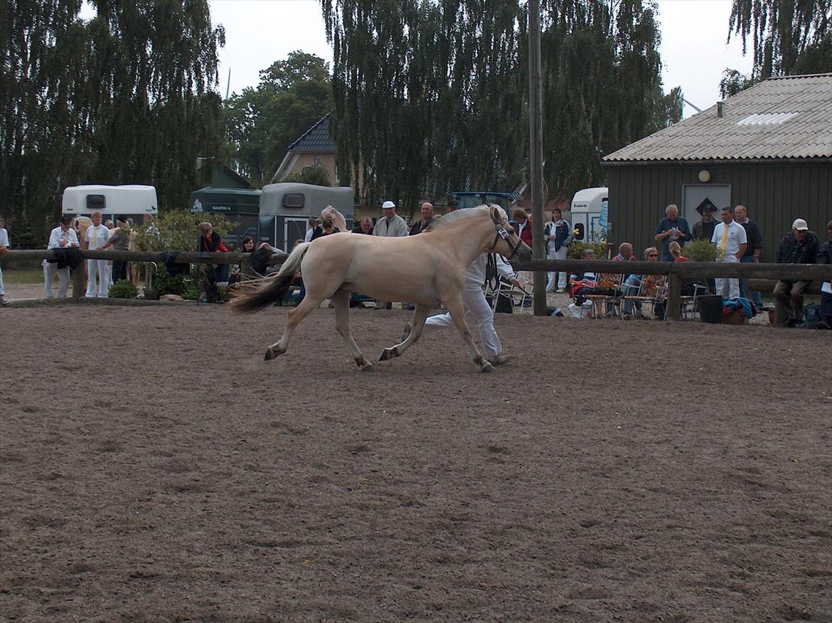 Fjordhest Chili Vårby - I trav hen mod dommerne billede 10