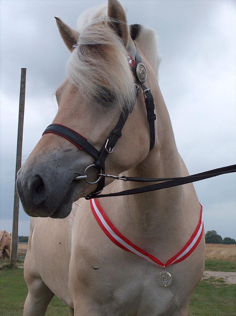 Fjordhest Chili Vårby - Chilis smukke udtryksfulde hoved billede 12