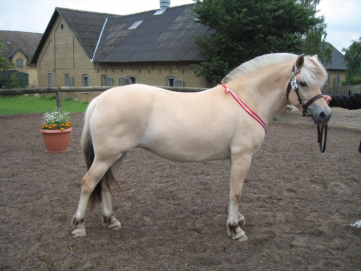 Fjordhest Chili Vårby - Medalje med 9 i helhed billede 13