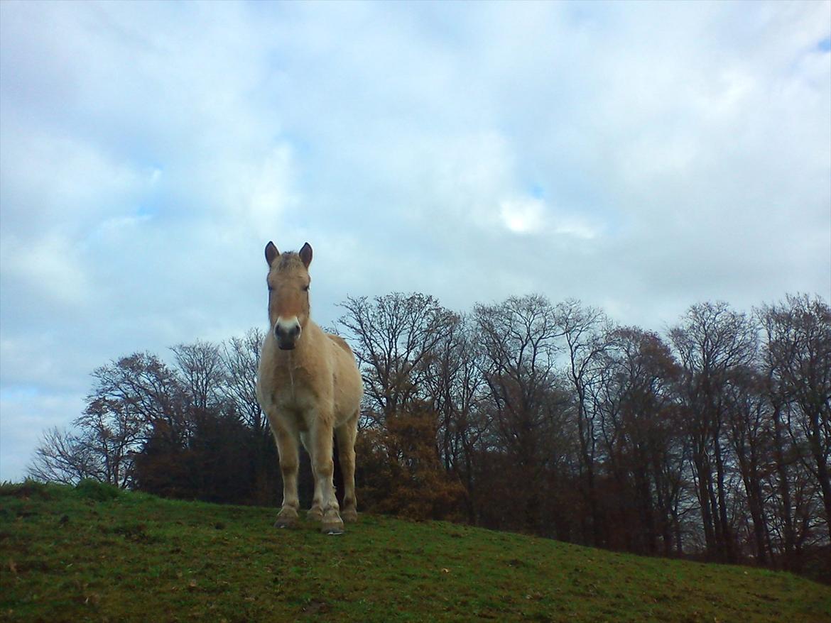 Fjordhest julia  billede 2