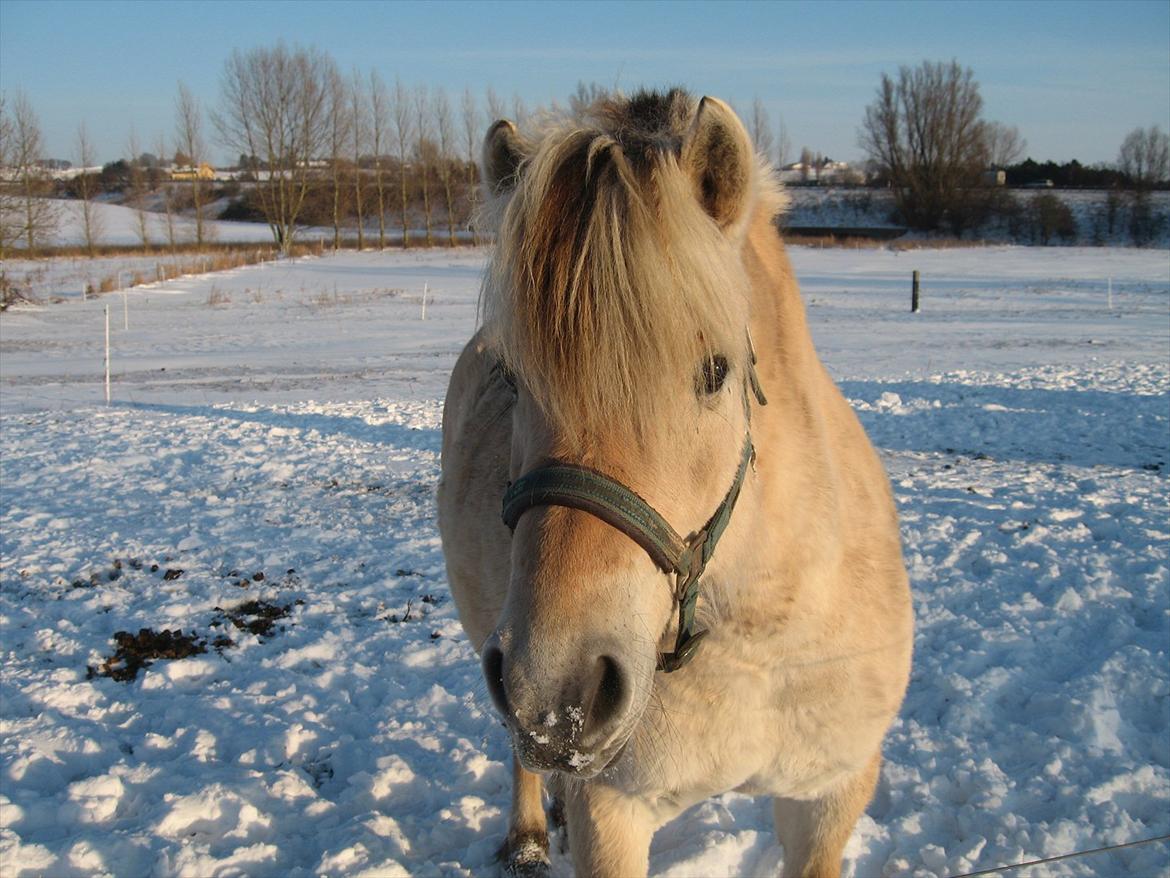 Fjordhest Chili Vårby - Chili i sneen billede 14