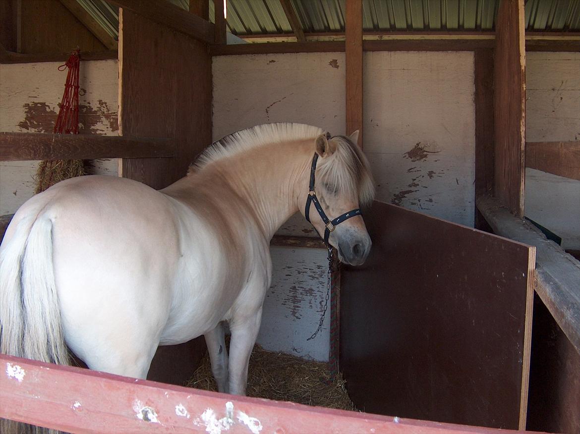 Fjordhest Chili Vårby - Chili på dyrskue billede 15