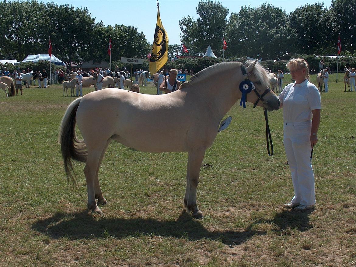 Fjordhest Chili Vårby - Chili til præmie overrækkelse billede 16