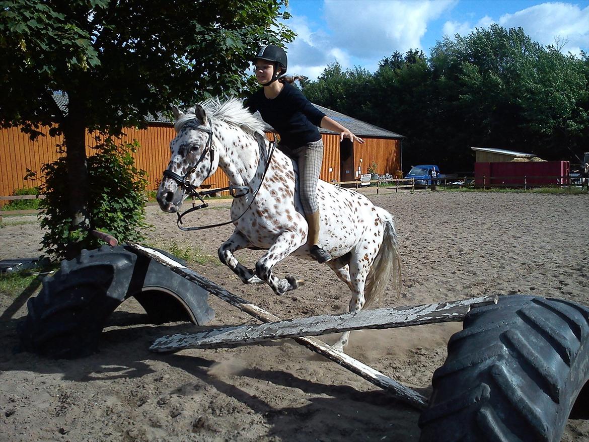 Appaloosa Collin-N - Bare fordi vi kan billede 10