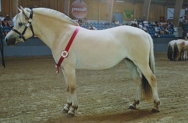 Fjordhest Chili Vårby - Årets 2 års hoppe 2006 billede 19