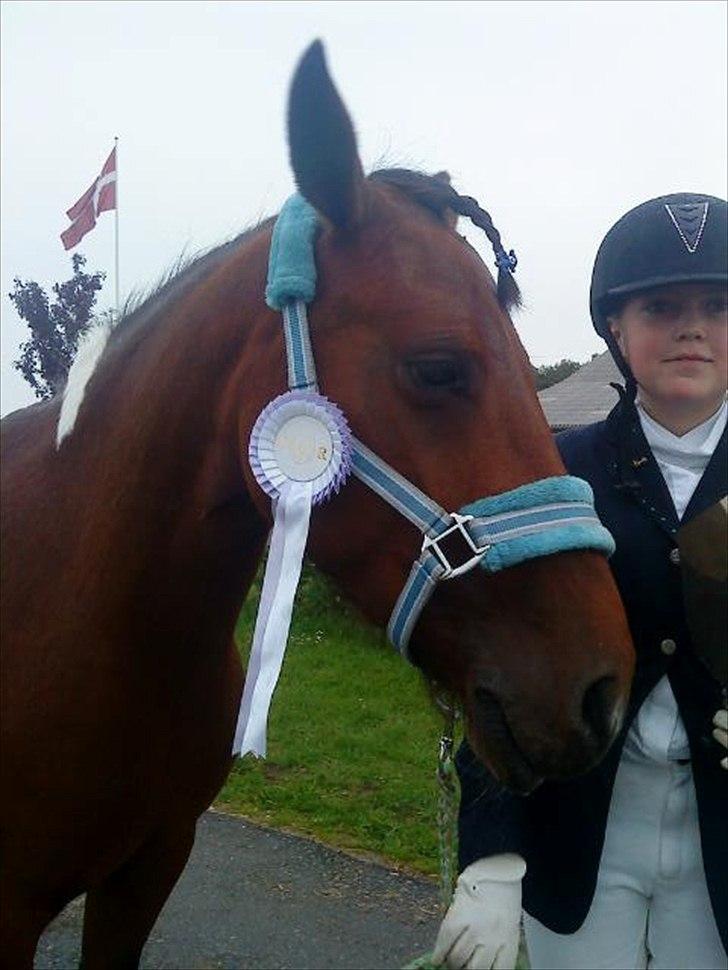 Pinto Sandie - mig og Sandie har lige redet springstævne foto:My billede 11