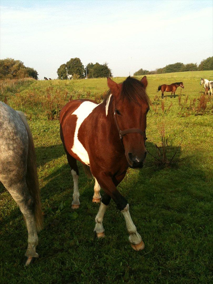 Pinto Sandie - Sandie på fold<3<3
foto:Mig billede 15
