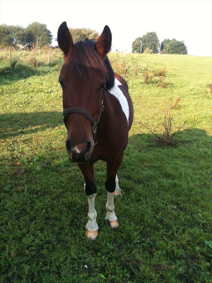 Pinto Sandie - Sandie på fold<3<3
foto:Mig billede 16