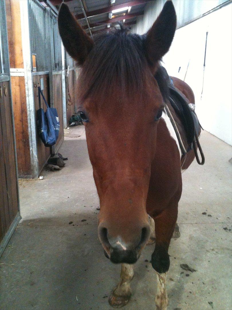 Pinto Sandie - Sandie er træt efter vi har redet<3<3
foto:Mig billede 17