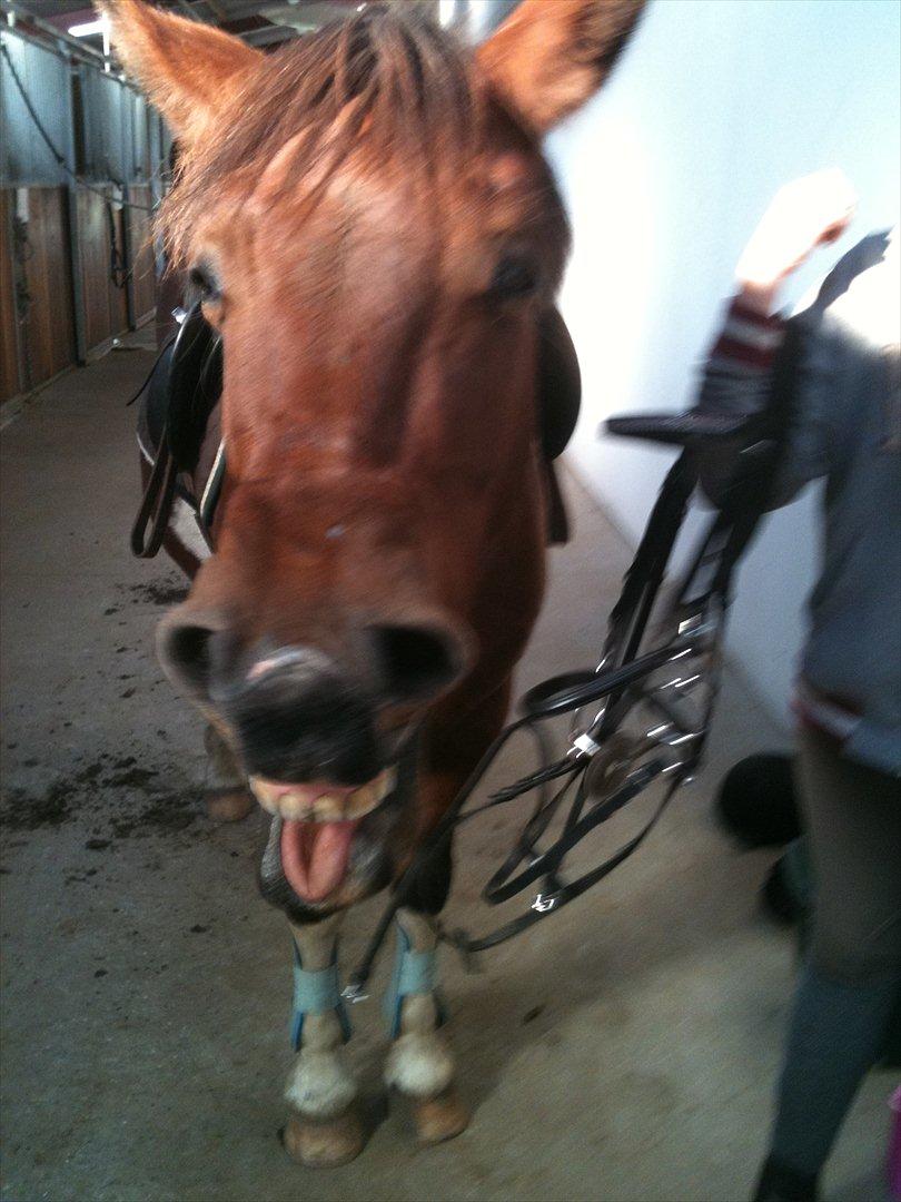 Pinto Sandie - Sandie er træt<3<3
foto:?? billede 18