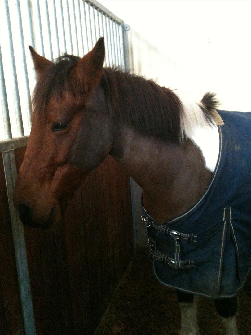 Pinto Sandie - Sandie i boksen
foto:Mig billede 14